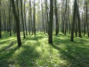 Ochrona środowiska naturalnego lasów chocianowskich