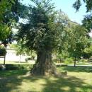 Drzewko - panoramio (1)
